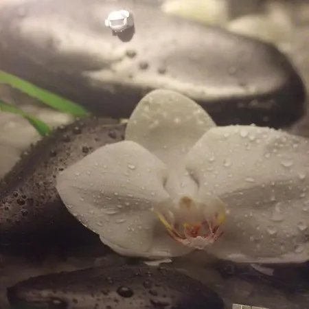 Saint George Family 3*